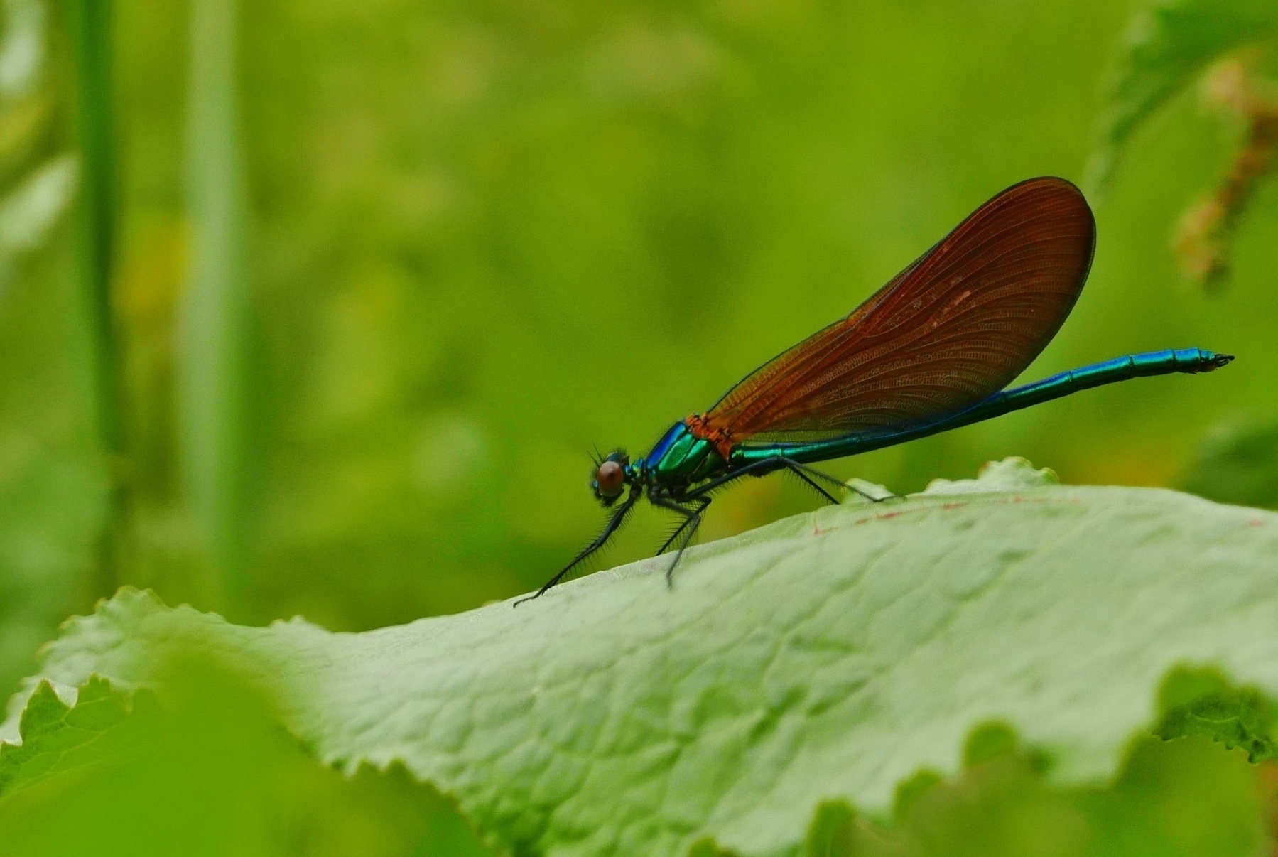 A profile shot of a colourful dragonfly sitting on a green leaf