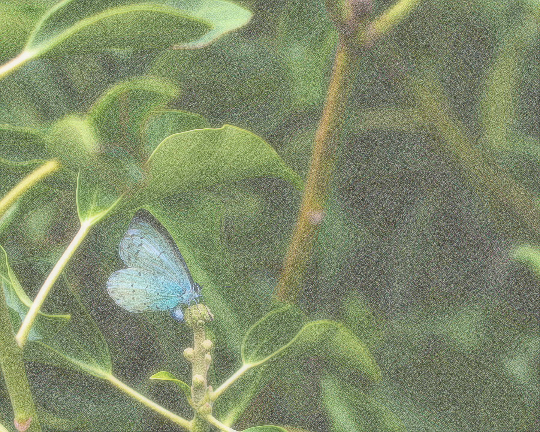 A photograph of a pale blue butterfly against green leaves, passed through a filter to give it an almost painted look