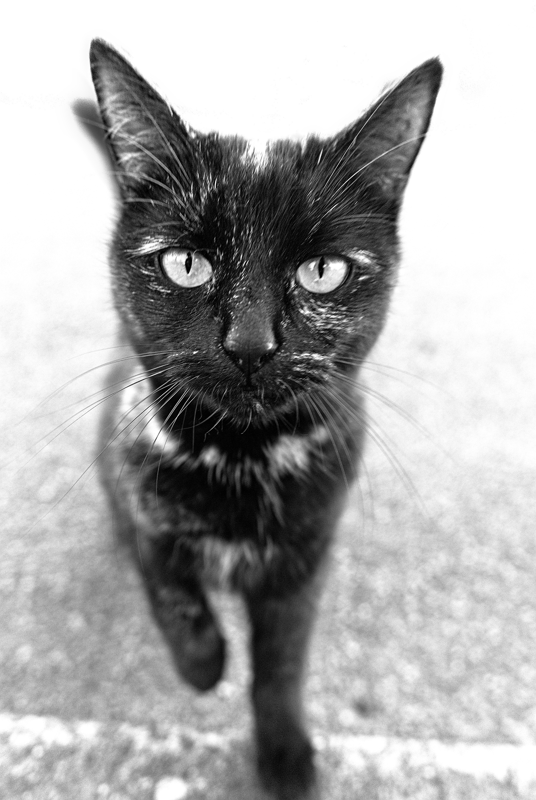 A black and white photo of a black cat with tortoise shell markings approaching the lens. The background appears to be a street