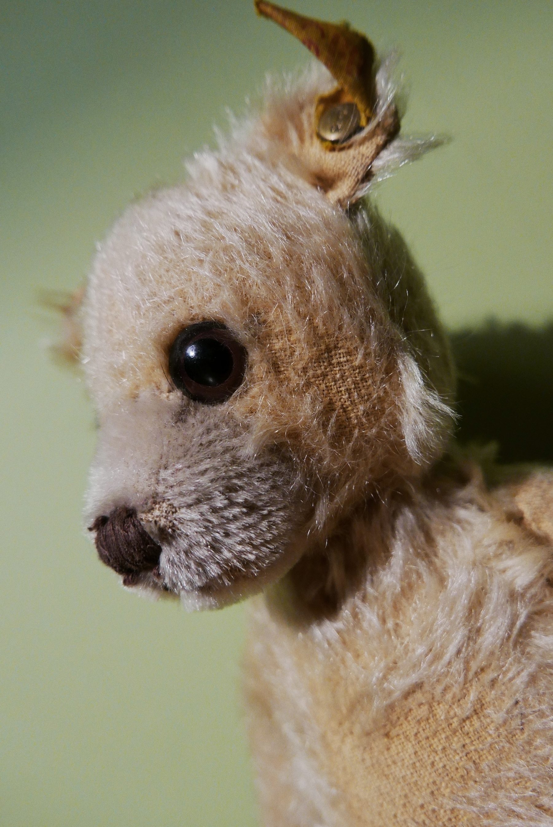 A close-up "portrait" of a well-worn Steiff  bear