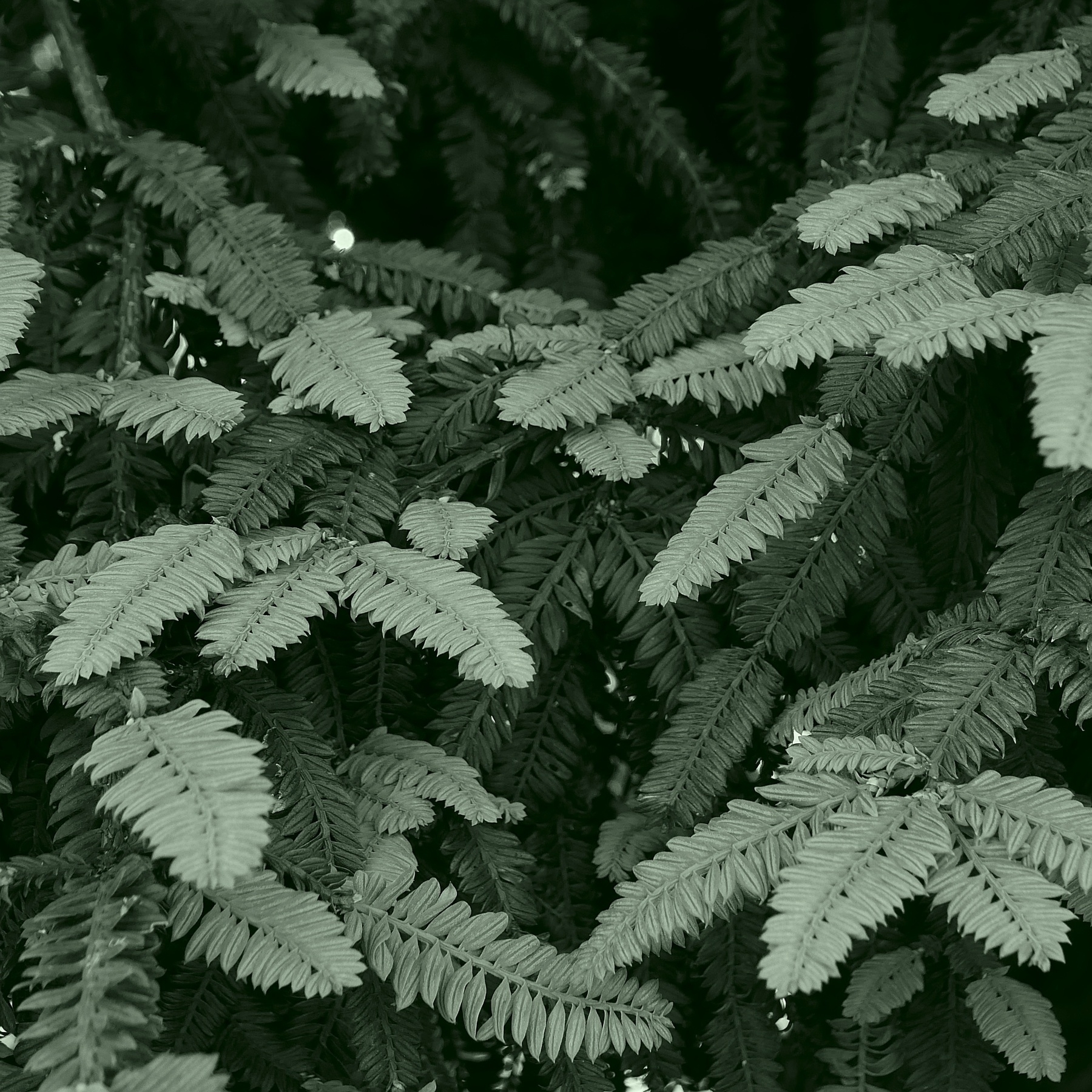 A close-up photograph of a bush. The branches are dense and short, each with a row of tiny, flat, pointed leaves on each side. The branches in the background are in shadow, giving a variety of tones. The photograph has been processed in a green-tinted monochrome